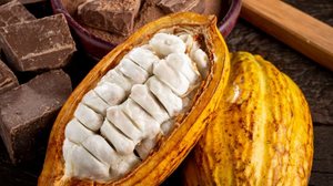 O cacau é uma fruta rica em nutrientes importantes para a saúde (Imagem: WS-Studio | Shutterstock)