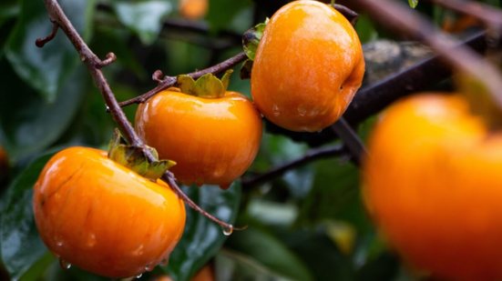 O caqui é rico em nutrientes que auxiliam na dieta e aumentam a saúde do corpo (Imagem: HelloRF Zcool | Shutterstock)