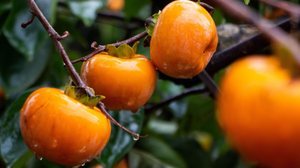 O caqui é rico em nutrientes que auxiliam na dieta e aumentam a saúde do corpo (Imagem: HelloRF Zcool | Shutterstock)