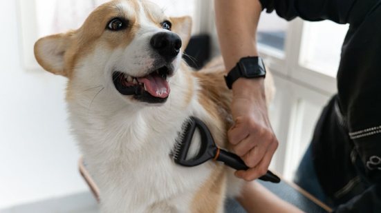 A queda de pelos em pets é normal, mas em excesso pode indicar problemas de saúde (Imagem: Ell_lial6 | Shutterstock)