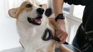 A queda de pelos em pets é normal, mas em excesso pode indicar problemas de saúde (Imagem: Ell_lial6 | Shutterstock)