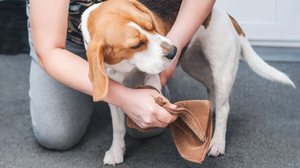 Cuidados com as patas dos cachorros ajudam a prevenir problemas de saúde (Imagem: algae | Shutterstock)