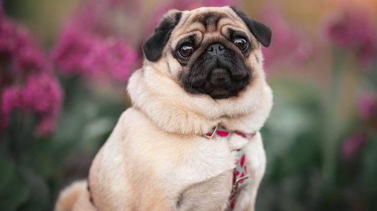 Cachorros braquicefálicos precisam de cuidados específicos no dia a dia (Imagem: Julija Kumpinovica | Shutterstock)