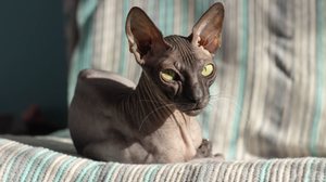 Gatos sem pelos exigem cuidados específicos para evitar problemas de pele (Imagem: Viachaslau Herostratos | Shutterstock)