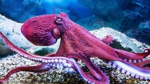 Com um corpo mole, sem esqueleto e dotado de oito braços repletos de ventosas, o polvo consegue explorar, se camuflar e se defender (Imagem: Victor1153 | Shutterstock)