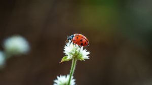 As joaninhas têm uma vida cheia de curiosidades e são muito importantes para o equilíbrio dos ecossistemas (Imagem: FotografoObstinado | Shutterstock)