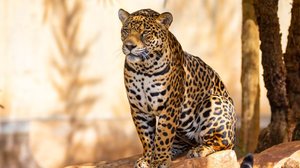 A onça-pintada é o maior felino das Américas (Imagem: Adilson Sochodolak | Shutterstock)