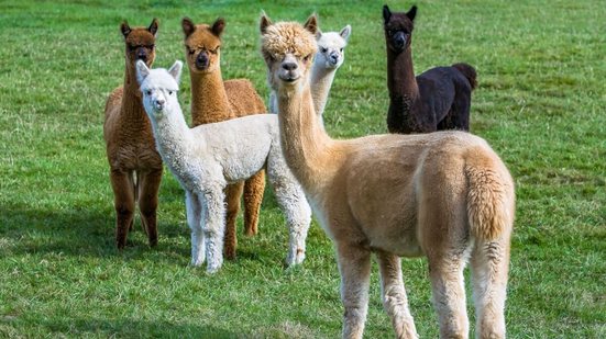 Alpacas são animais de rebanho e não gostam de viver sozinhas (Imagem: Bob Pool | Shutterstock)