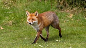 As raposas estão distribuídas por quase todo o planeta e se adaptam facilmente a diferentes ambientes (Imagem: Erni | Shutterstock)