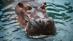Durante o dia, o hipopótamo passa a maior parte do tempo submerso em rios e lagos (Imagem: Melissa Balthaser | Shutterstock)