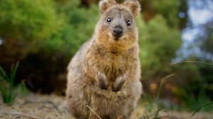 O quokka é um fenômeno nas redes sociais e tem conquistado corações em todo o mundo (Imagem: Martin Pelanek | Shutterstock)