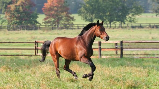 Os cavalos são criaturas cheias de peculiaridades (Imagem: Wirestock Creators | Shutterstock)