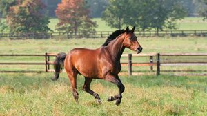 Os cavalos são criaturas cheias de peculiaridades (Imagem: Wirestock Creators | Shutterstock)