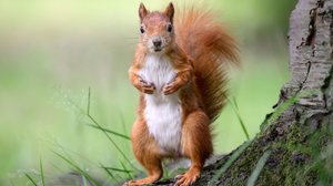 Além da fofura, os esquilos têm habilidades impressionantes (Imagem: eumates | Shutterstock)