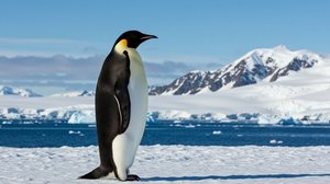 A adaptação e a resistência dos pinguins os permitem sobreviver em ambientes hostis  (Imagem: Omar Khalaf Designs
 | Shutterstock)