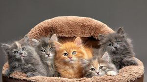 Além de influenciar a aparência, as cores dos gatos também estão ligadas à saúde, ao comportamento e à herança genética (Imagem: Gerain0812 | Shutterstock)