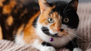 Os gatos tricolores guardam particularidades genéticas e culturais (Imagem: Kifor production | Shutterstock)