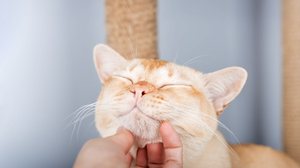 Algumas atitudes simples no dia a dia podem fazer toda a diferença para fortalecer a relação com o gato (Imagem: Svetlana Rey | Shutterstock)