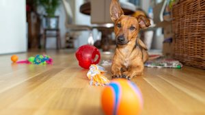 Os cachorros precisam de estímulos constantes para preservar o bem-estar físico e mental (Imagem: TeamDAF | Shutterstock)