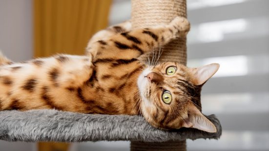 Adaptações simples no ambiente e momentos de interação ao longo do dia ajudam a gastar a energia do gato em casa (Imagem: Svetlana Rey | Shutterstock)