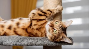 Adaptações simples no ambiente e momentos de interação ao longo do dia ajudam a gastar a energia do gato em casa (Imagem: Svetlana Rey | Shutterstock)