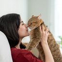 Socializar o gato traz benefícios tanto para o felino quanto para o tutor (Imagem: Hananeko_Studio | Shutterstock)