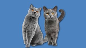 Os gatos british shorthair e chartreux diferem em diversos aspectos (Imagem: Zulkarnieiev Denis e Eric Isselee | Shutterstock)