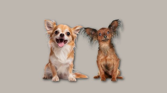 As características distintas do chihuahua e do pequeno cão russo vão além do tamanho e da aparência (Imagem: Amarria Decaen e Jagodka | Shutterstock)