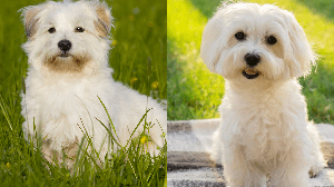 Existem diferenças entre o coton de tulear e o maltês que os tornam únicos (Imagem: Dora Zett e Tanya Dol | Shutterstock)