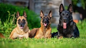 O pastor alemão e o pastor belga malinois compartilham semelhanças, mas são distintos em diversos aspectos (Imagem: Julia Malsagova | Shutterstock)