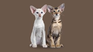 Apesar das semelhanças, os gatos siamês e oriental shorthair têm diferenças marcantes (Imagem: Nynke van Holten | Shutterstock)