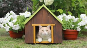 Gatos domésticos e felinos selvagens apresentam diferenças marcantes (Imagem: vubaz | Shutterstock)