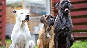 O cane corso e o dogo argentino são cachorros de raças diferentes (Imagem: Benjaminj88 | Shutterstock)