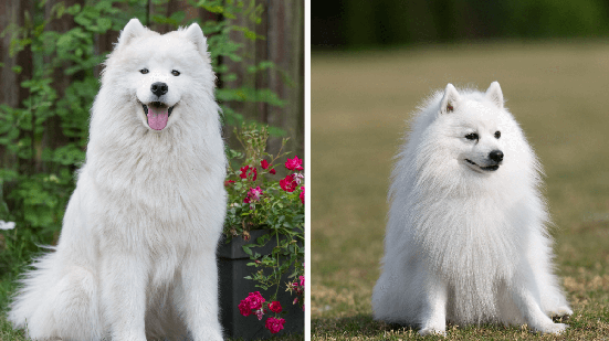 O samoieda e o spitz japonês são cachorros diferentes (Imagem: Zanna Pesnina e nik174 | Shutterstock)
