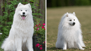 O samoieda e o spitz japonês são cachorros diferentes (Imagem: Zanna Pesnina e nik174 | Shutterstock)