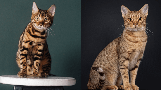 Essas raças podem ser facilmente confundidas, mas elas têm diversas diferenças (Imagem: NASTIA KHITIAEVA e Nynke van Holten | Shutterstock)