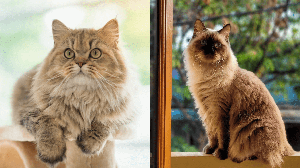 O gato persa e o himalaio podem ser inicialmente confundidos, mas eles têm características únicas (Imagem: ANURAK PONGPATIMET e Ta2ng Ko | Shutterstock)