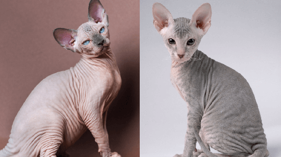 Embora parecidos, o sphynx e o peterbald tem características únicas (Imagem: Alexander Piragis e Toloubaev Stanislav | Shutterstock)