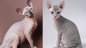 Embora parecidos, o sphynx e o peterbald tem características únicas (Imagem: Alexander Piragis e Toloubaev Stanislav | Shutterstock)