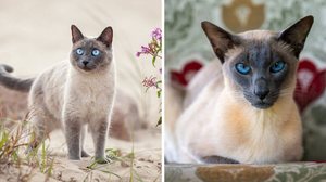 Os gatos thai e siâmes têm diferenças tanto na aparência quanto no comportamento (Imagem: Cynthia A Jackson e Irina Nedikova | Shutterstock)