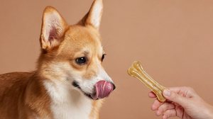 Oferecer petiscos aos pets exige atenção para não comprometer a saúde do animal (Imagem: sergey kolesnikov | Shutterstock)