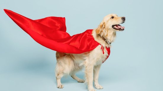 Veja 7 ideias divertidas de fantasia de Carnaval para cachorro