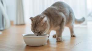 A alimentação é um dos pilares mais importantes para garantir a saúde e o bem-estar dos animais de estimação (Imagem: oatawa | Shutterstock)