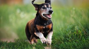 Mesmo quando idosos, muitos animais continuam ativos, brincalhões e saudáveis por vários anos (Imagem: otsphoto | Shutterstock)