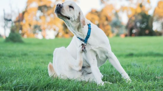As pulgas são muito comuns em cães e gatos e podem, além do desconforto, transmitir doenças aos animais (Imagem: Wirestock Creators | Shutterstock)