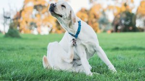 As pulgas são muito comuns em cães e gatos e podem, além do desconforto, transmitir doenças aos animais (Imagem: Wirestock Creators | Shutterstock)