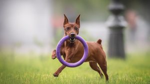 Alguns nomes podem combinar perfeitamente com a personalidade do pinscher (Imagem: Liudmila Bohush | Shutterstock)