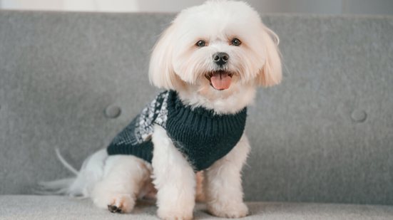 Certas raças de cachorro são conhecidas por preservar a expressão doce e a aparência de filhote, independentemente da idade (Imagem: Standret | Shutterstock)