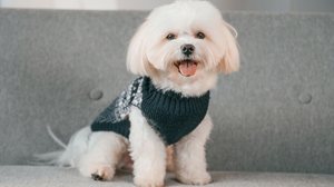 Certas raças de cachorro são conhecidas por preservar a expressão doce e a aparência de filhote, independentemente da idade (Imagem: Standret | Shutterstock)