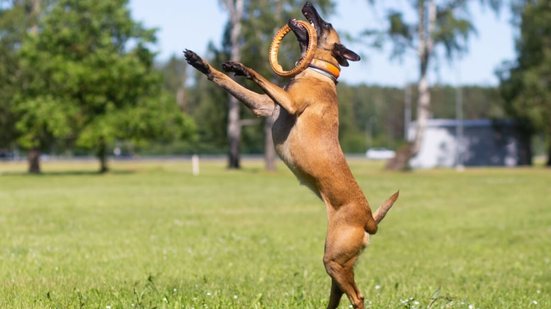 Algumas raças de cachorro se destacam por sua disposição, agilidade e resistência (Imagem: Tanee | Shutterstock)